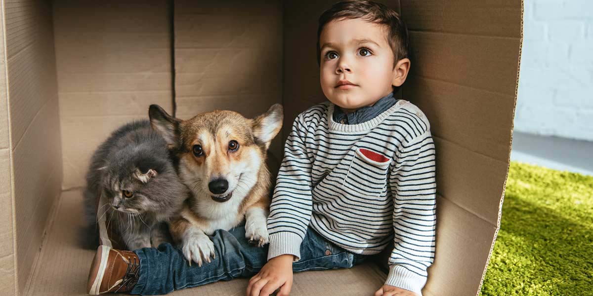A Boy Sits in a Box on Green Carpet With a Welsh Corgi and Scottish Fold.